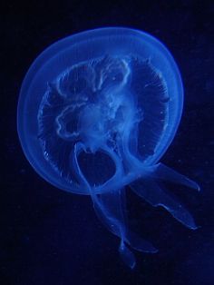 AG Zooplankton